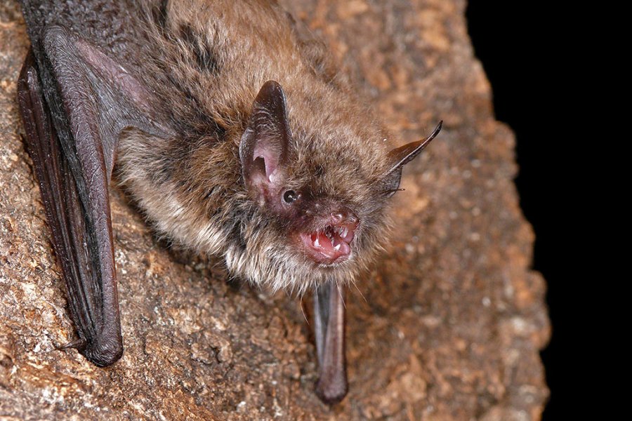 Nymphenfledermaus