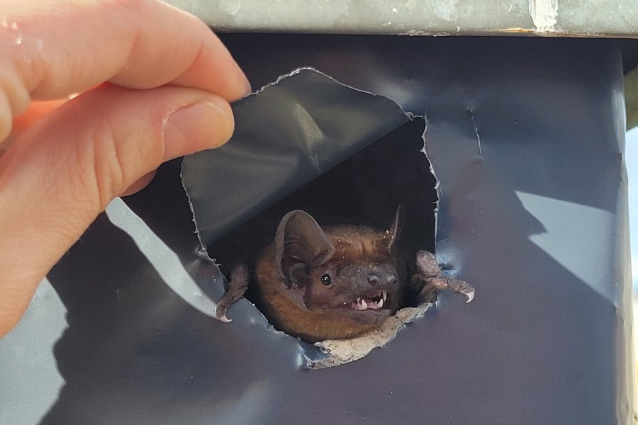 Abendsegler Spechtschlag