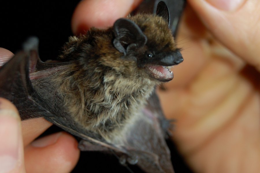 Alpenfledermaus in Leipzig