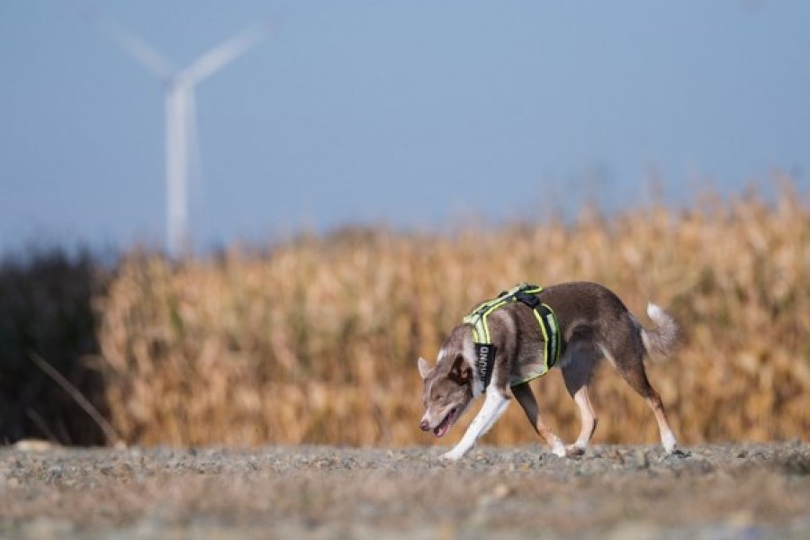Faunistischer Artenspürhund