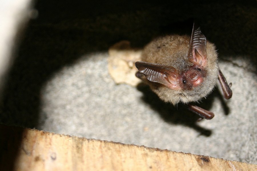 Bechsteinfledermaus