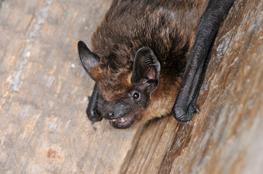 Breitflügelfledermaus