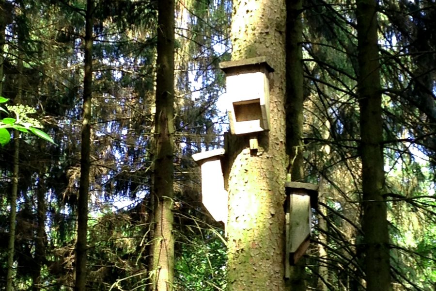 Fledermauskästen im Schwarzholz