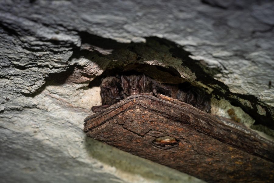 Mopsfledermaus Winterschlaf