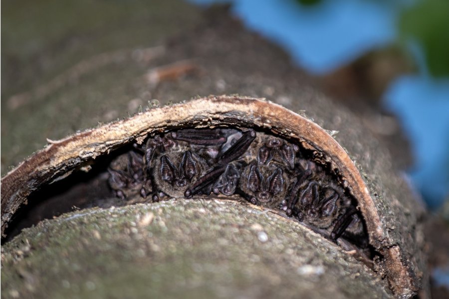 Mopsfledermaus Wochenstube