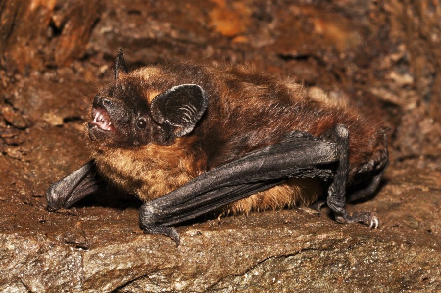 Nordfledermaus