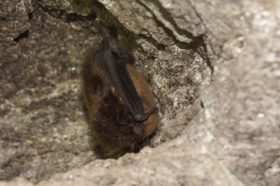 Nordfledermaus Winterschlaf