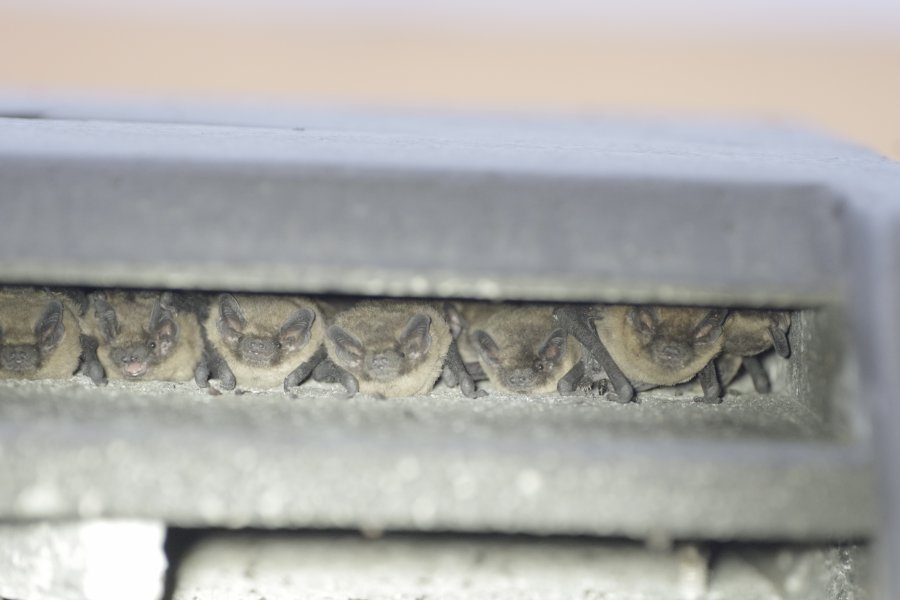 Wochenstube Zwergfledermaus