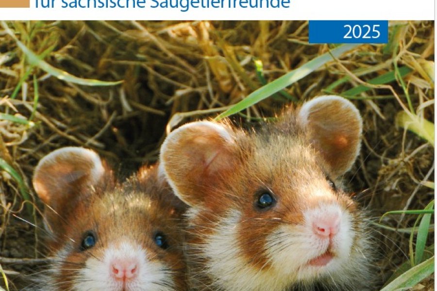 Cover Sächsische Säugetierfreunde