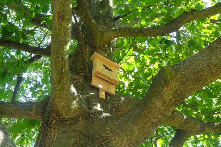 Fledermauskasten an Baum