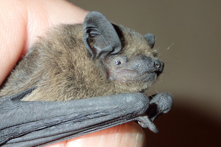 Zwergfledermaus