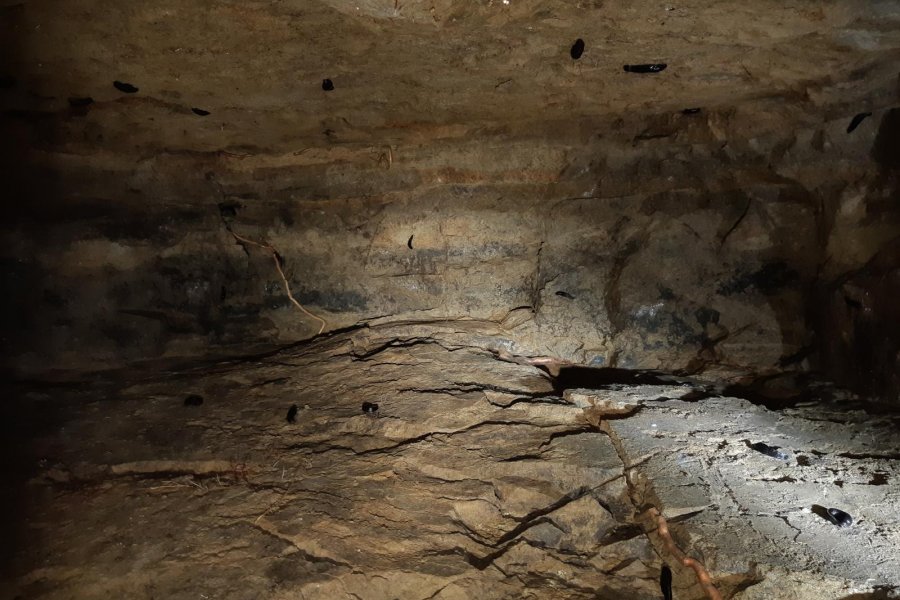 Schnegel in Höhle
