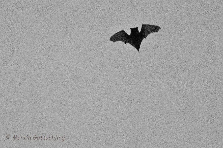 Alpenfledermaus