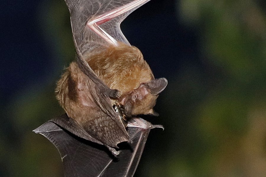 Breitflügelfledermaus mit Maikäfer
