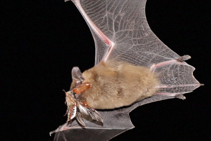 Breitflügelfledermaus mit Maikäfer