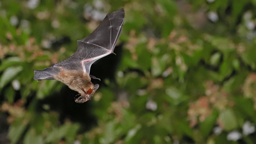 Breitflügelfledermaus mit Maikäfer