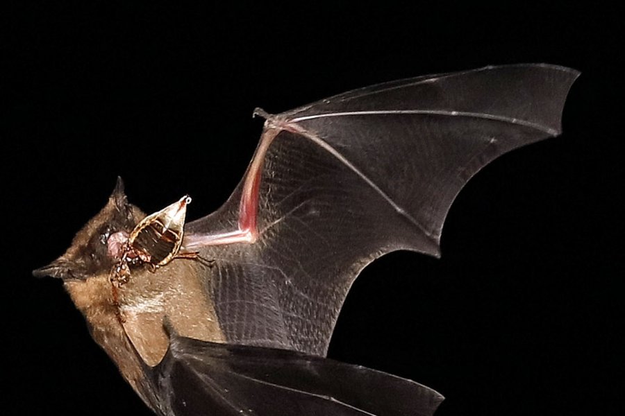 Breitflügelfledermaus mit Maikäfer