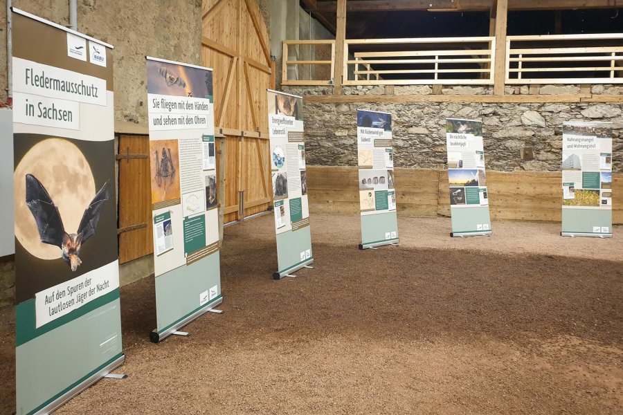 Fledermaus Rollup-Ausstellung