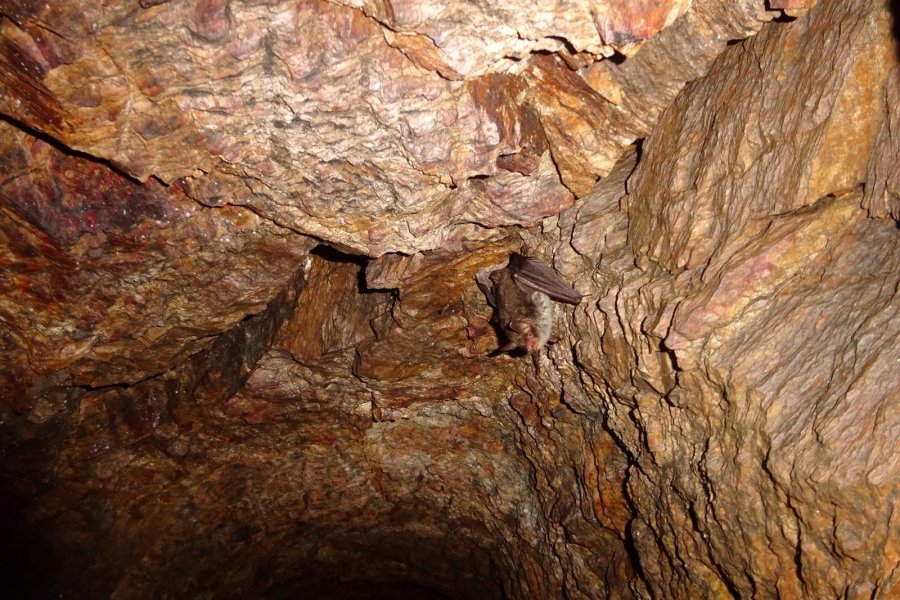 Fransenfledermaus Erlbachtal