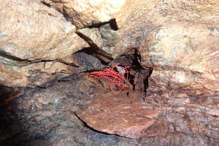Fledermaus hinter Kabeln
