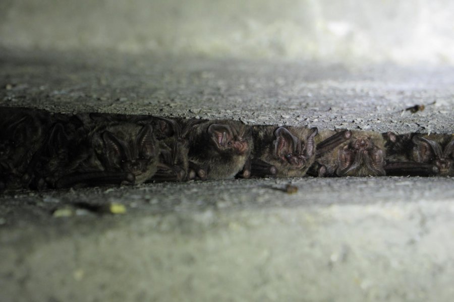 Mopsfledermäuse Flachkasten