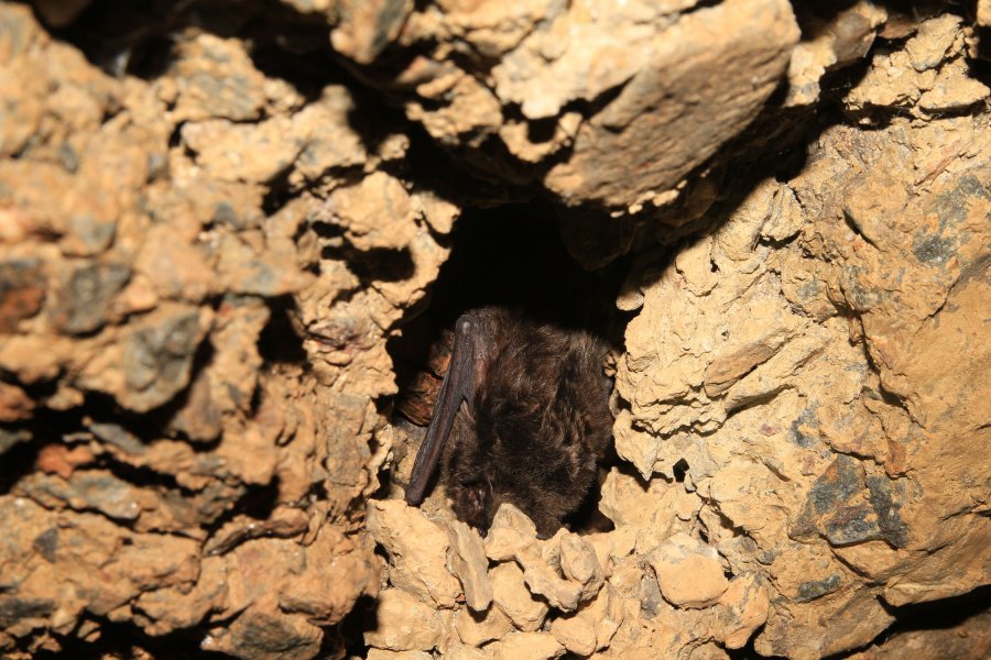 Mopsfledermaus Engländerstolln
