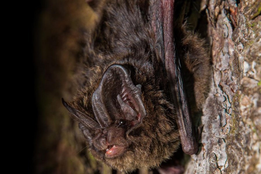 Mopsfledermaus