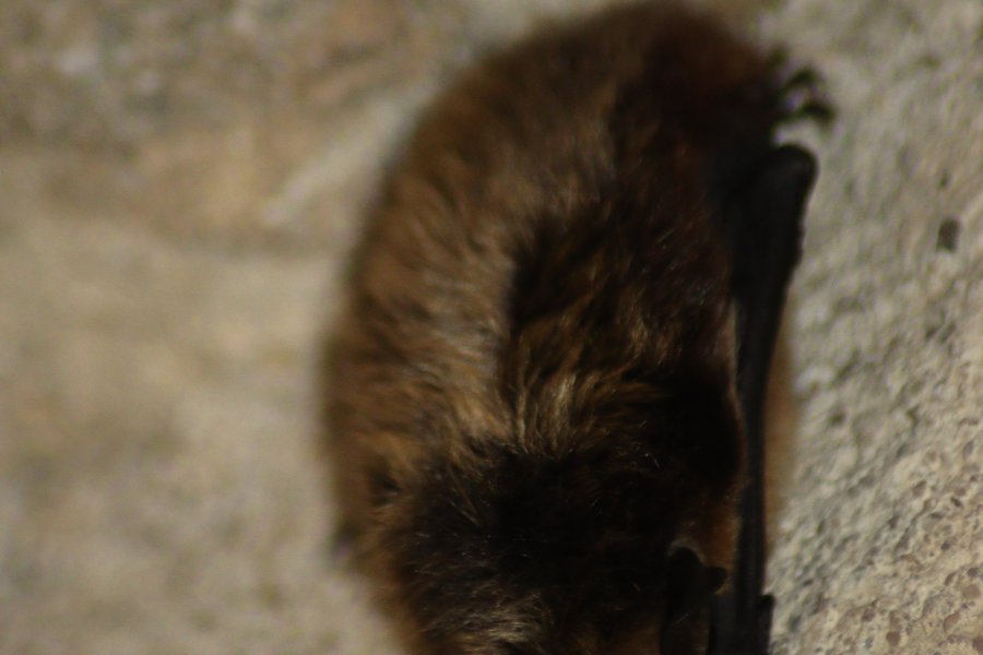 Nordfledermaus Markus-Röhling-Stolln