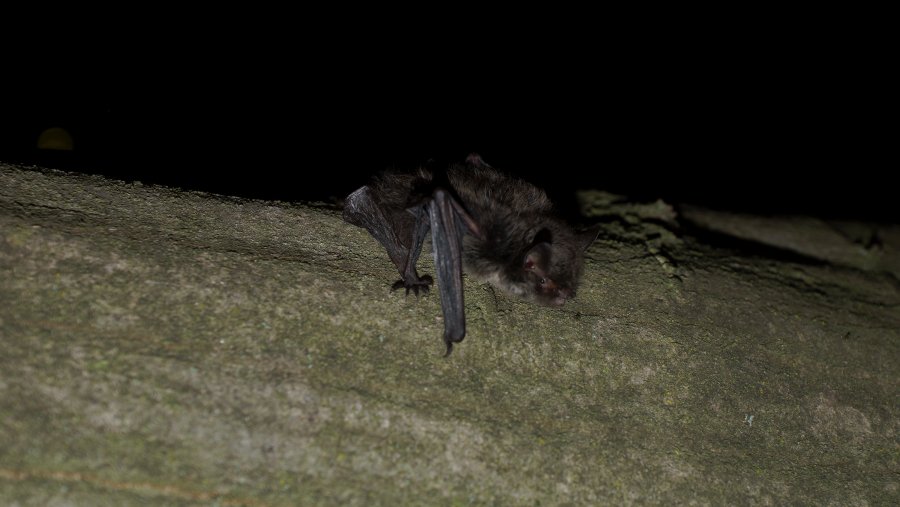 Nymphenfledermaus